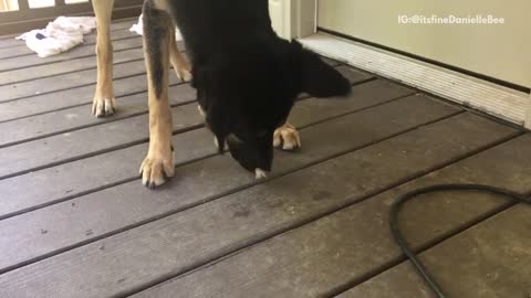 German shepherd on porch eats moth