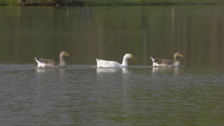 Animal- Characteristics of the Source of Duck Life.