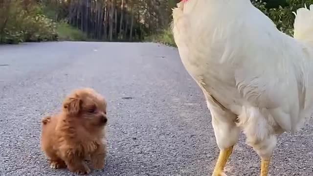 Loving dog
