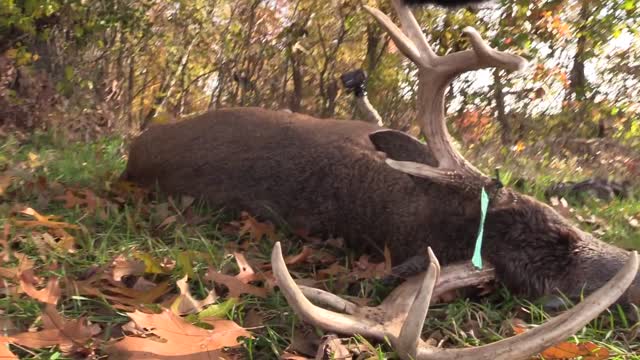 The Story of Tripod - The 3 Legged Michigan Warrior Buck