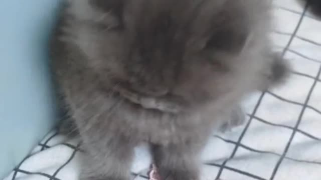 furry cat