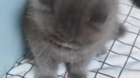 furry cat