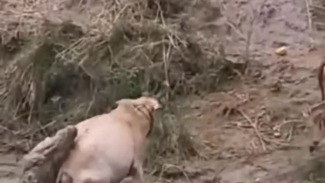 Cow Escape From Crocodile Hunting