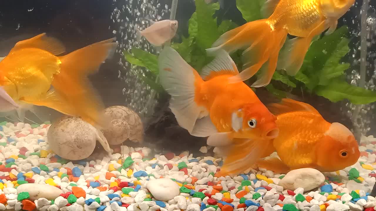 Aquarium Fish Daily Compilation