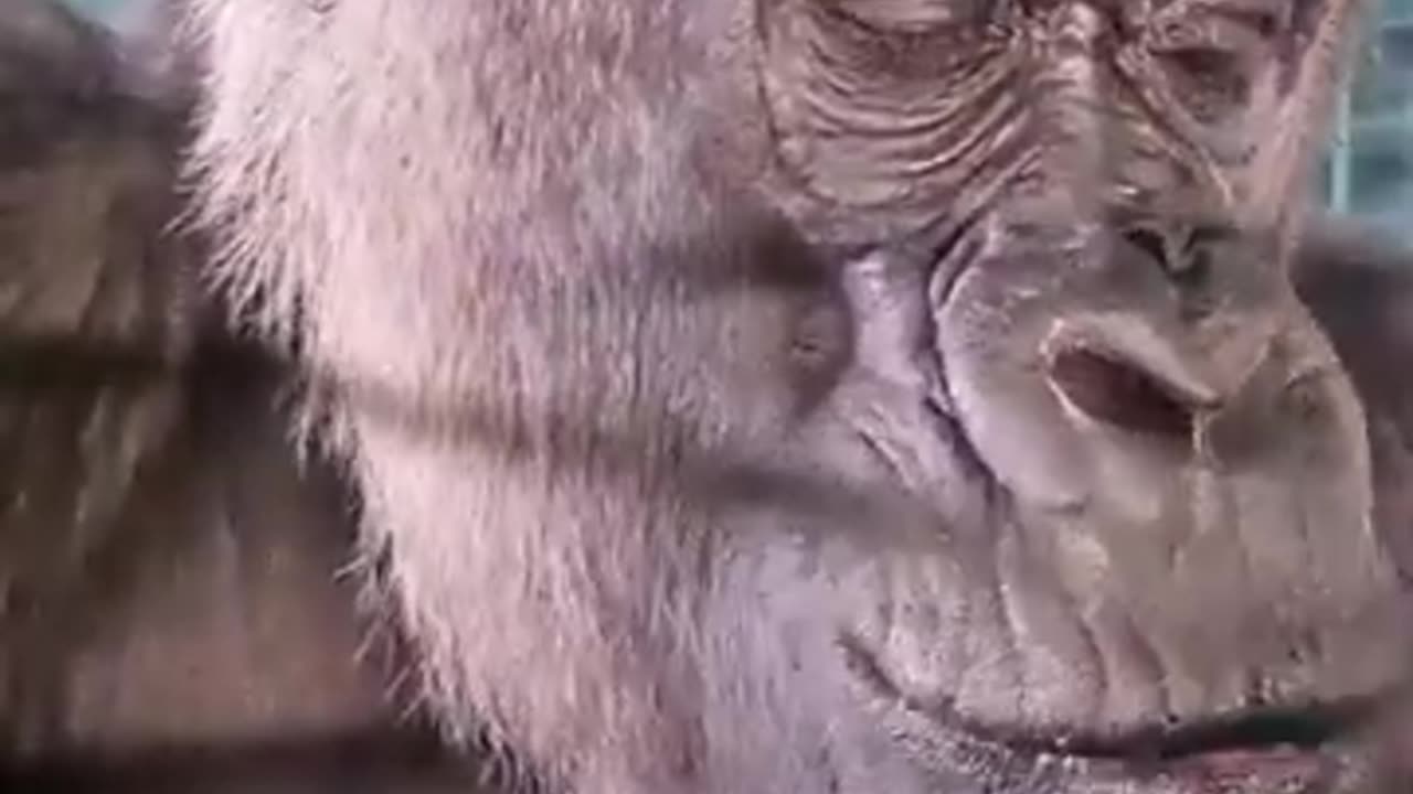 Gorilla njoying dragon fruit