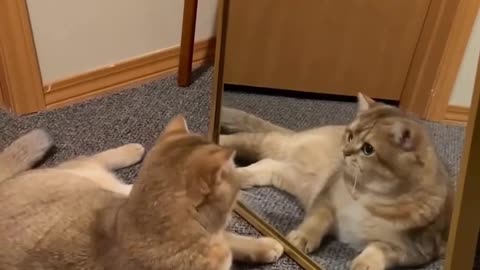 Cat say I am soo beautiful viral shorts