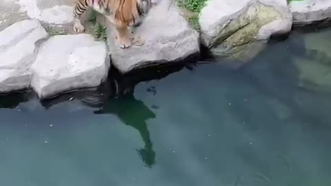 The tiger is hungry