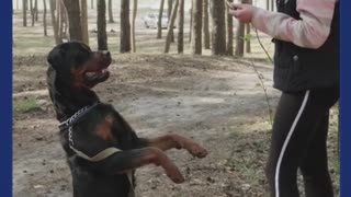 Are Rottweilers Good with Kids?