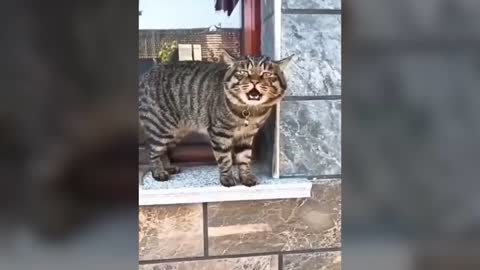 Cant stop laughing#cat funny video