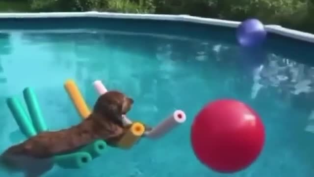 Funny dog ​​relaxing in the pool!