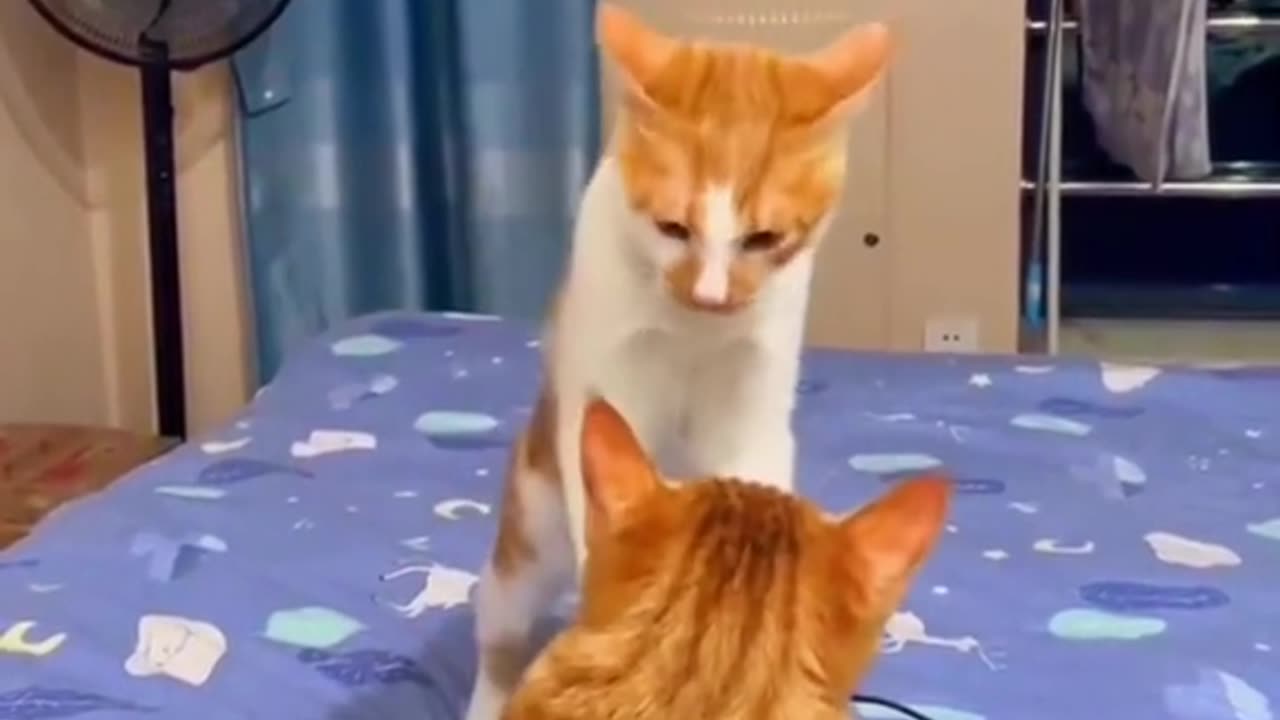 Cat Dance 😂 Funny Cats