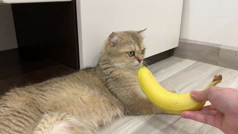 Cat Has Hilarious Reaction To Banana