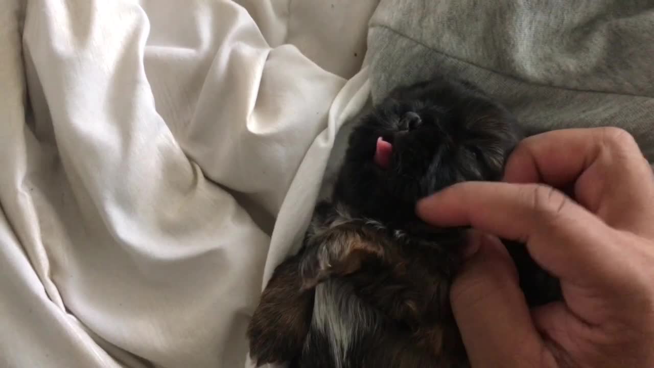 Shih tzu puppy Yawning 4 Times In 1 Min