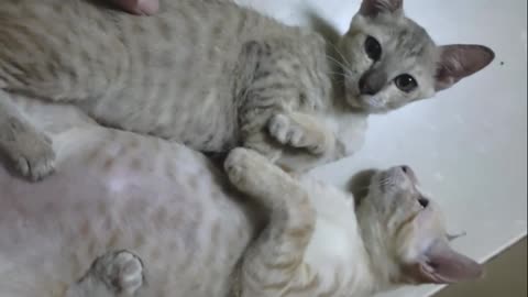 Cute Two Kittens