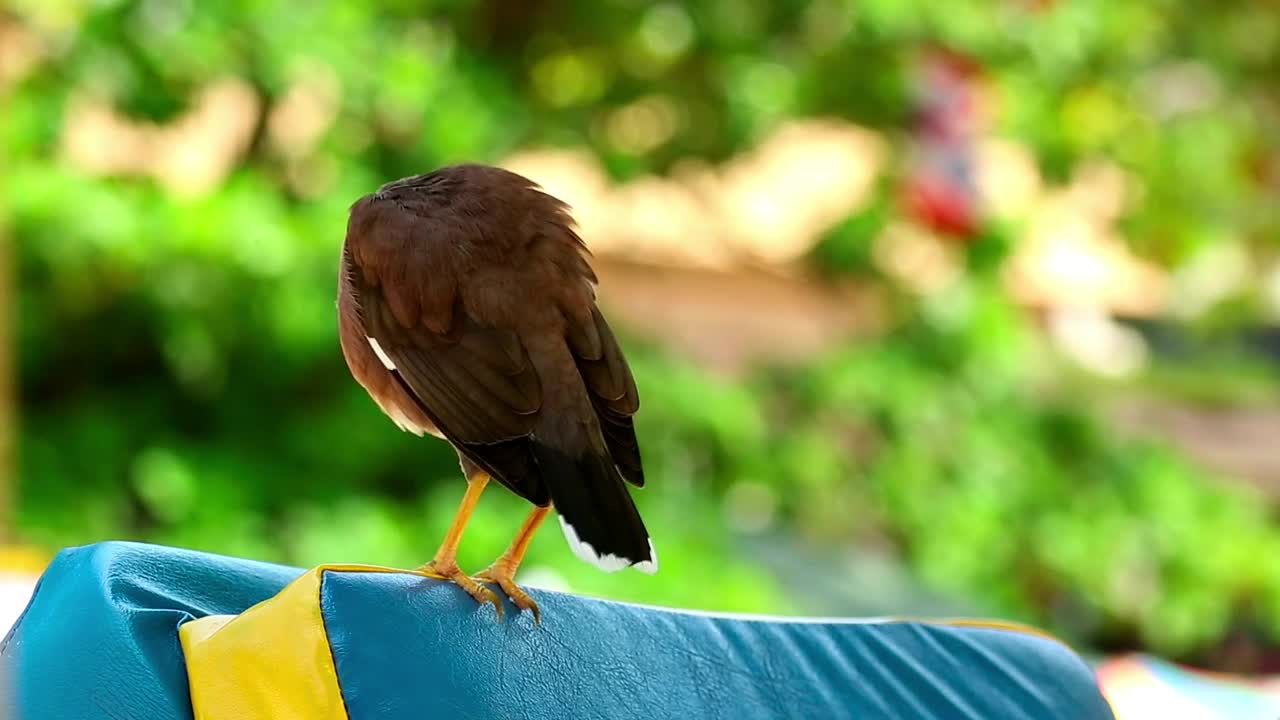 Bird cleaning his feathers - With great music