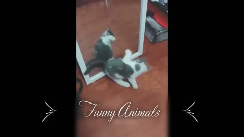 Funny Animal Videos #01