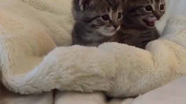 kittens VS scary finger