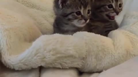 kittens VS scary finger