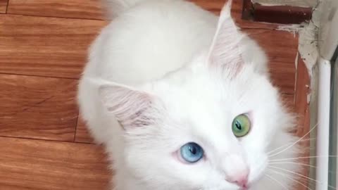 Cat Has Stunning Eyes