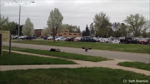 Different Funny Animal chasing and scaring people