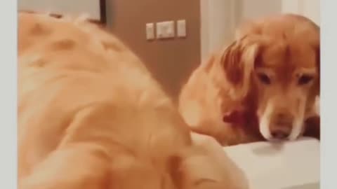 The dog's reaction