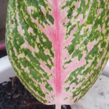 Ready for aglonema flower nursery