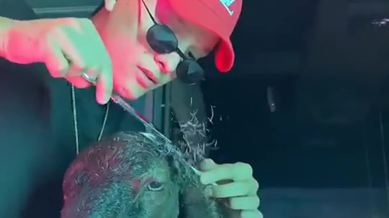 Funny animal video