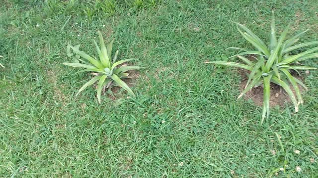 Growing pineapple from pineapple tops