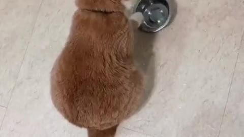 cute pet everyday