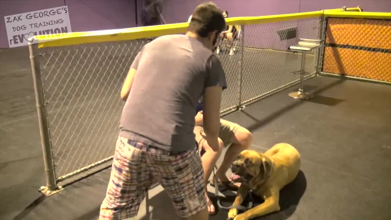 Dog Training 101_ How to Train ANY DOG the Basics with basics training