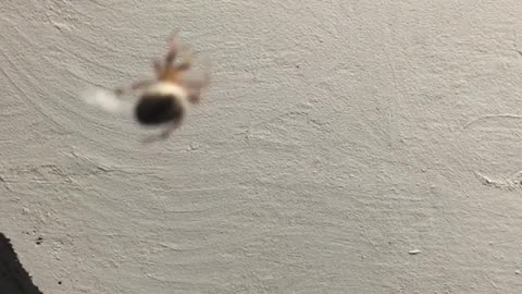 Where I Go The Spider Go