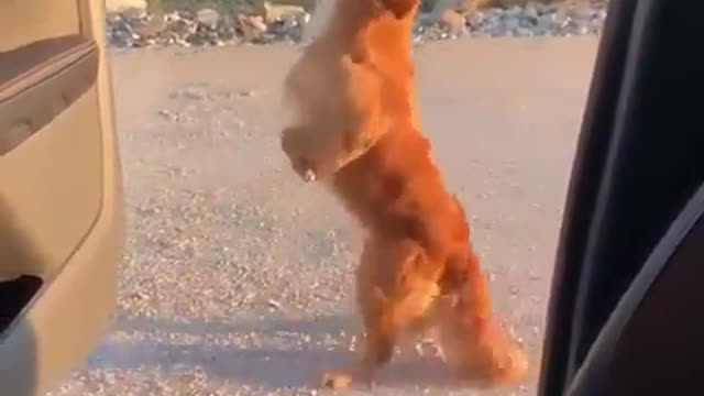 watch this! so talent!!