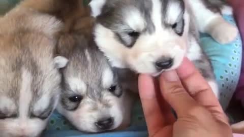Three puppies to me get up do not sleep, wake up a dog and sleep a dog