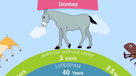 Life span of animals