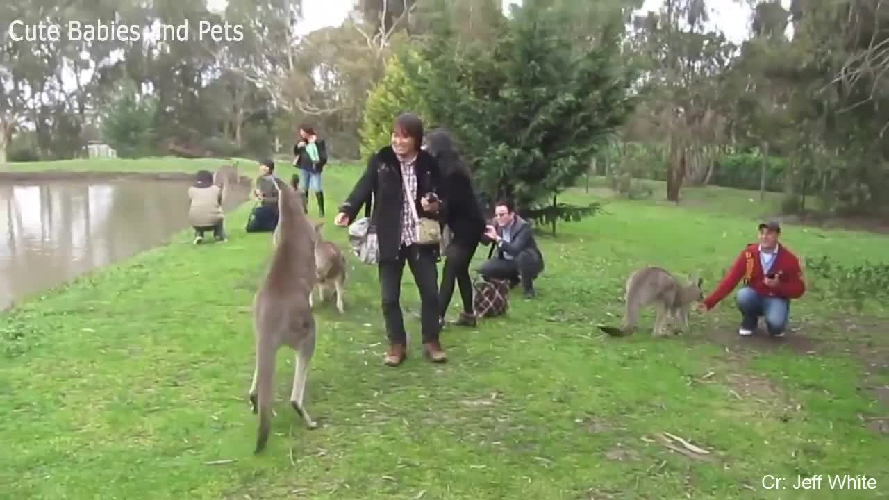 Funny Different Animals Chasing and Scaring People 2019