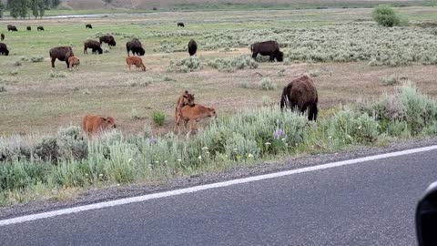 Baby Bison in Lamar Valley