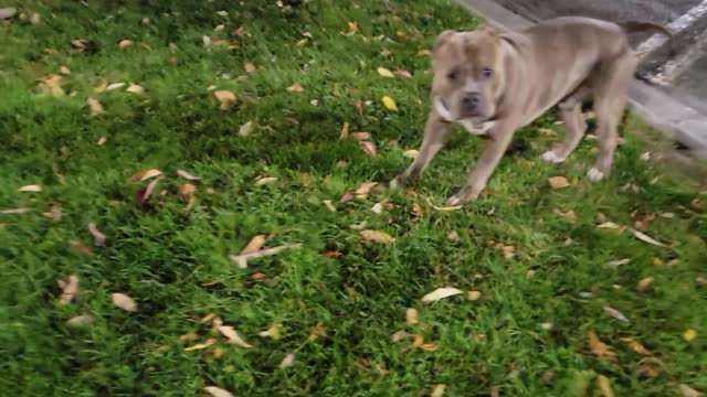 Best fetch fail! Kermit the American Bully tries his best!