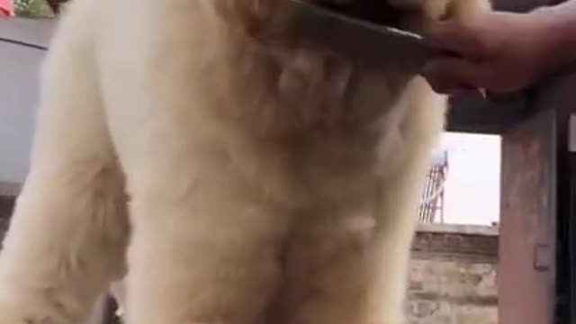Baby Dogs Cute and Funny Dog Videos Puppy Dogs Compilation