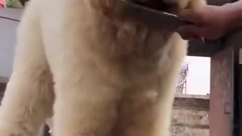 Baby Dogs Cute and Funny Dog Videos Puppy Dogs Compilation