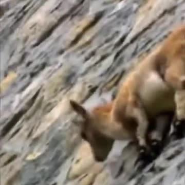 MOUNTAIN GOATS CLIMBING WALL #shorts