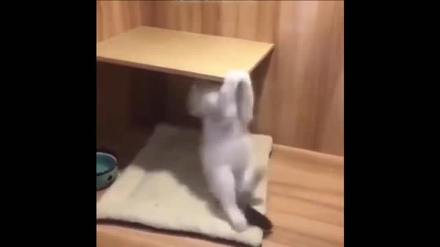 Funny Cat Video