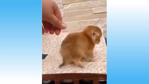 Cute & Funny Pet Compilation (#142)