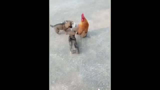 Amazing Funny Dog Vs Chicken