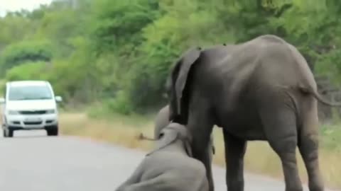 Elephants help passed out baby on the road