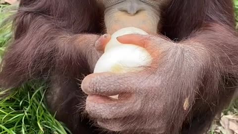 orangutans