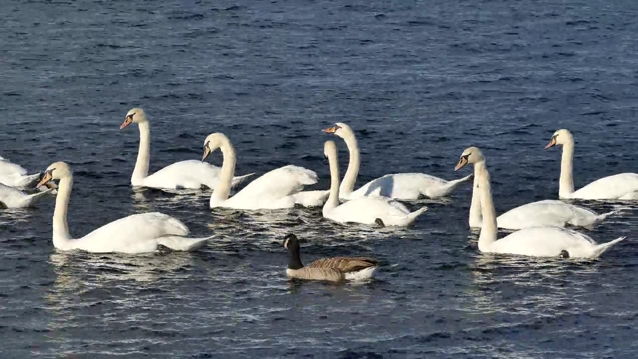 ducks water video