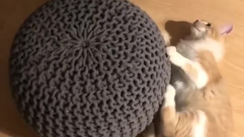 Two Funny Kitten Riding Helicopter🤣😂