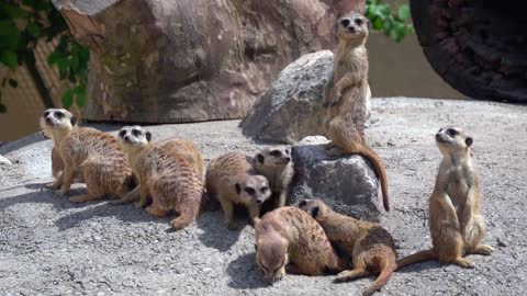 Meerkats day out