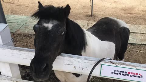 I touched the horse's head and the horse ran away.