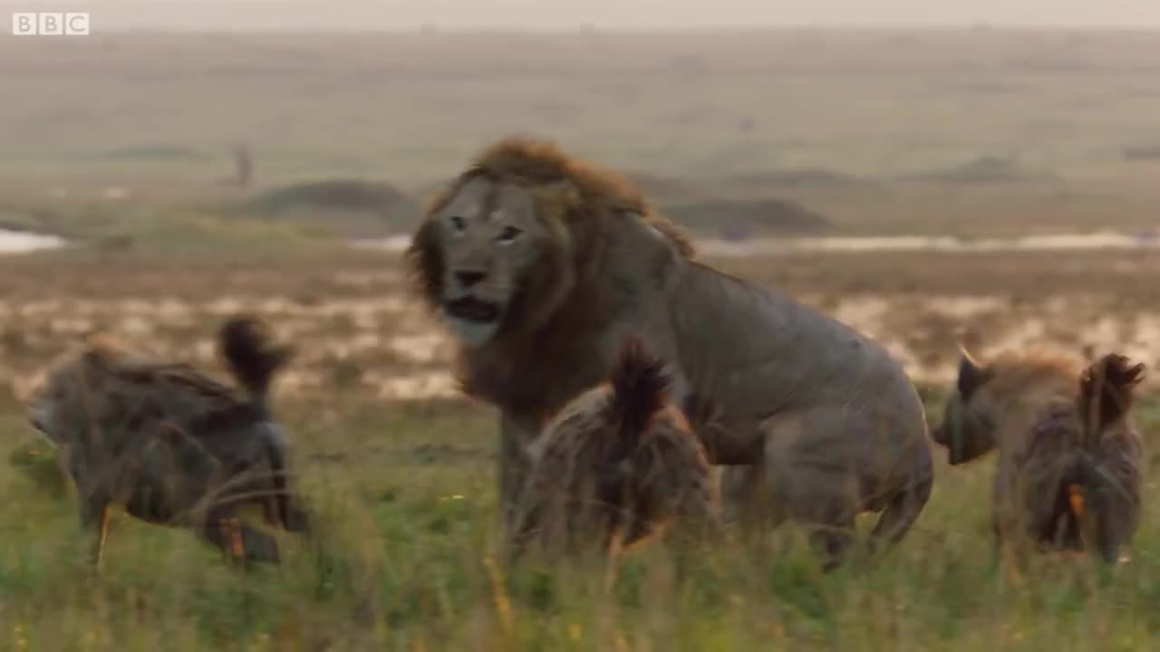 Lion Trapped by Clan of Hyenasand the lion the Critical Hero